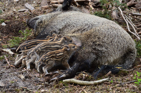 Feral pigs
